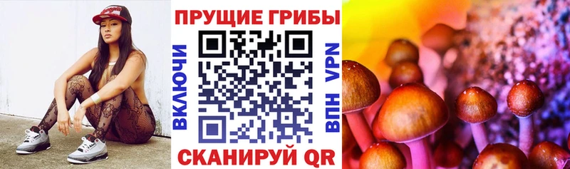 omg вход  Колпашево  Галлюциногенные грибы мицелий 
